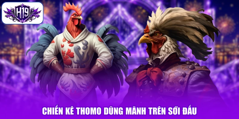 Chiến kê Thomo dũng mãnh trên sới đấu