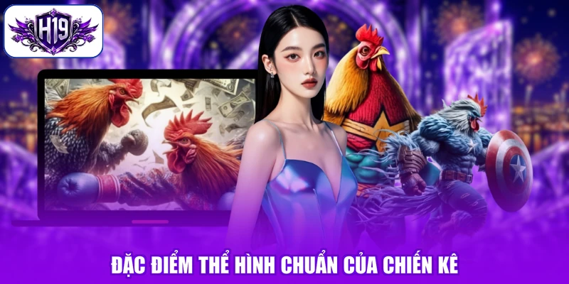 Đặc điểm thể hình chuẩn của chiến kê