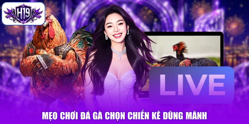 Mẹo chơi đá gà chọn chiến kê dũng mãnh